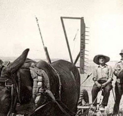 z. Labores agrícolas (2)